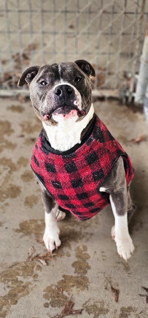 SNOOP DAWG, Adopted, Adult Male Pit Bull Terrier.