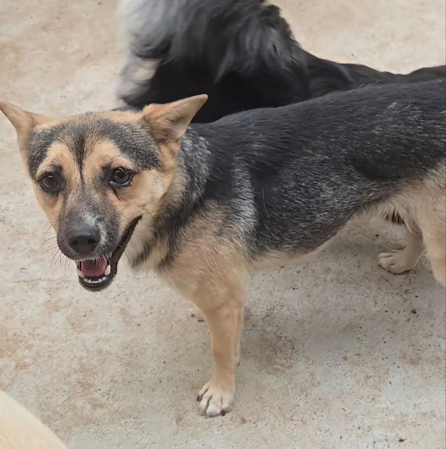 Enlarge MIRI, a Adopted mixed breed in Duluth, GA image 2/3