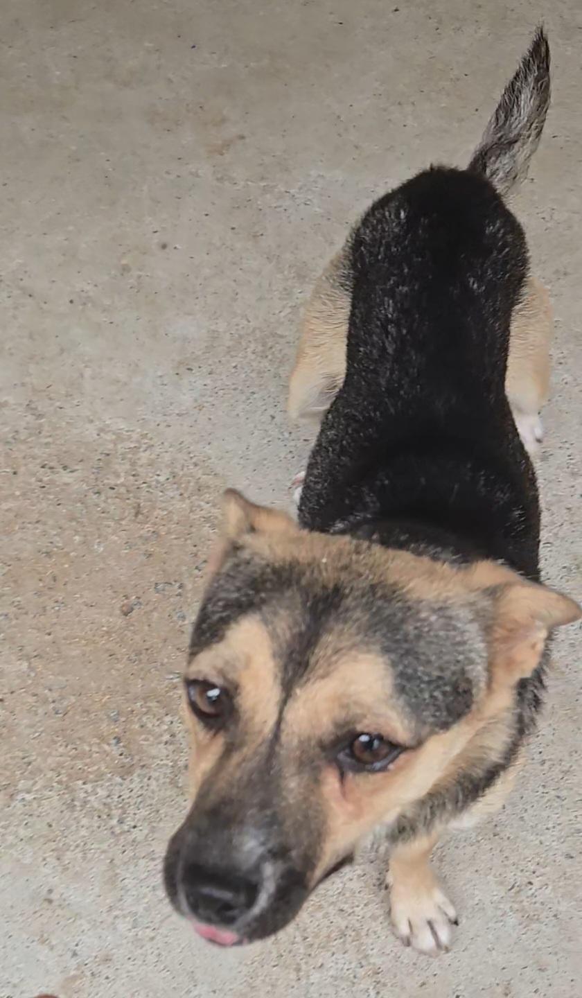 Enlarge MIRI, a Adopted mixed breed in Duluth, GA image 3/3