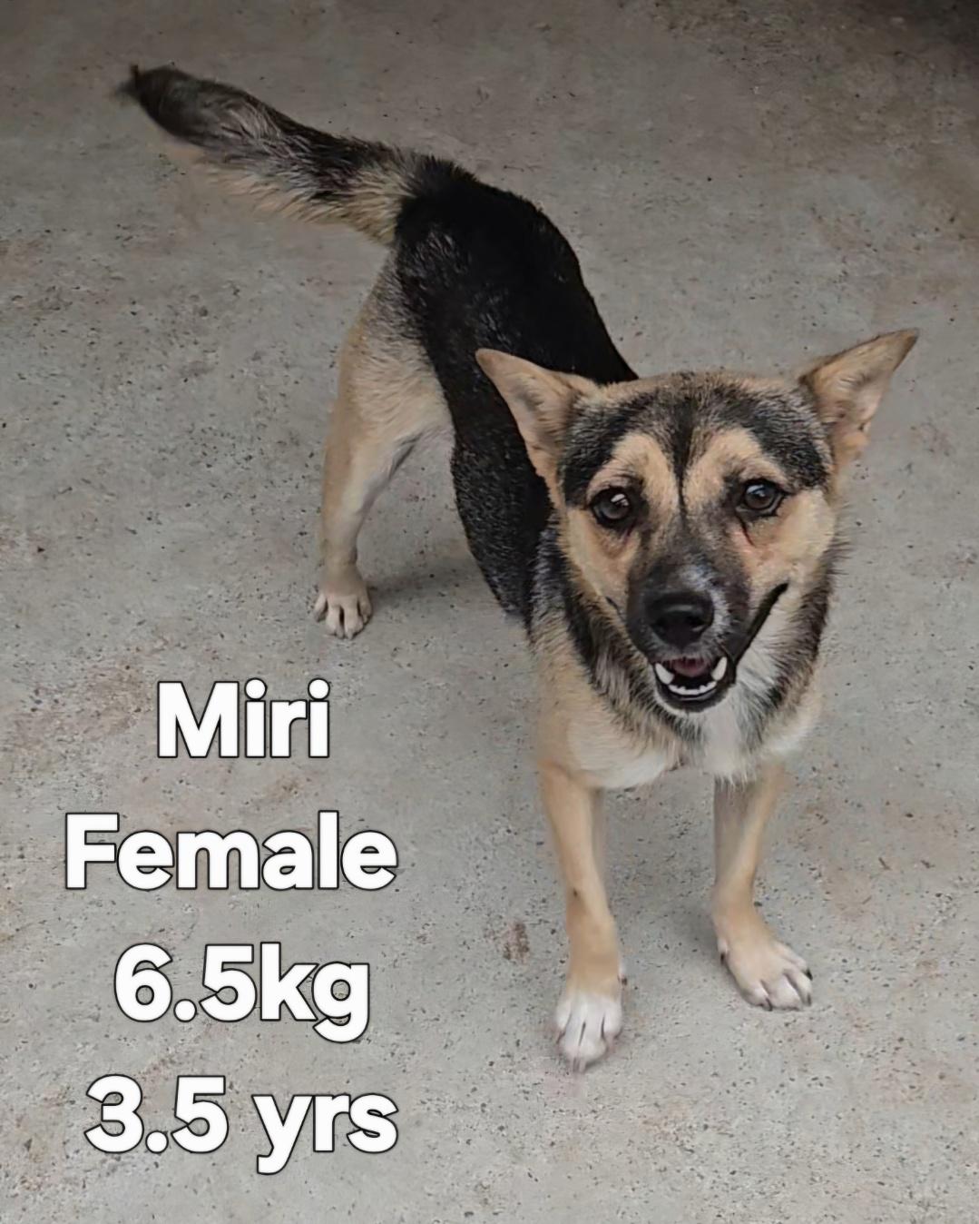 Enlarge MIRI, a Adopted mixed breed in Duluth, GA image 1/3