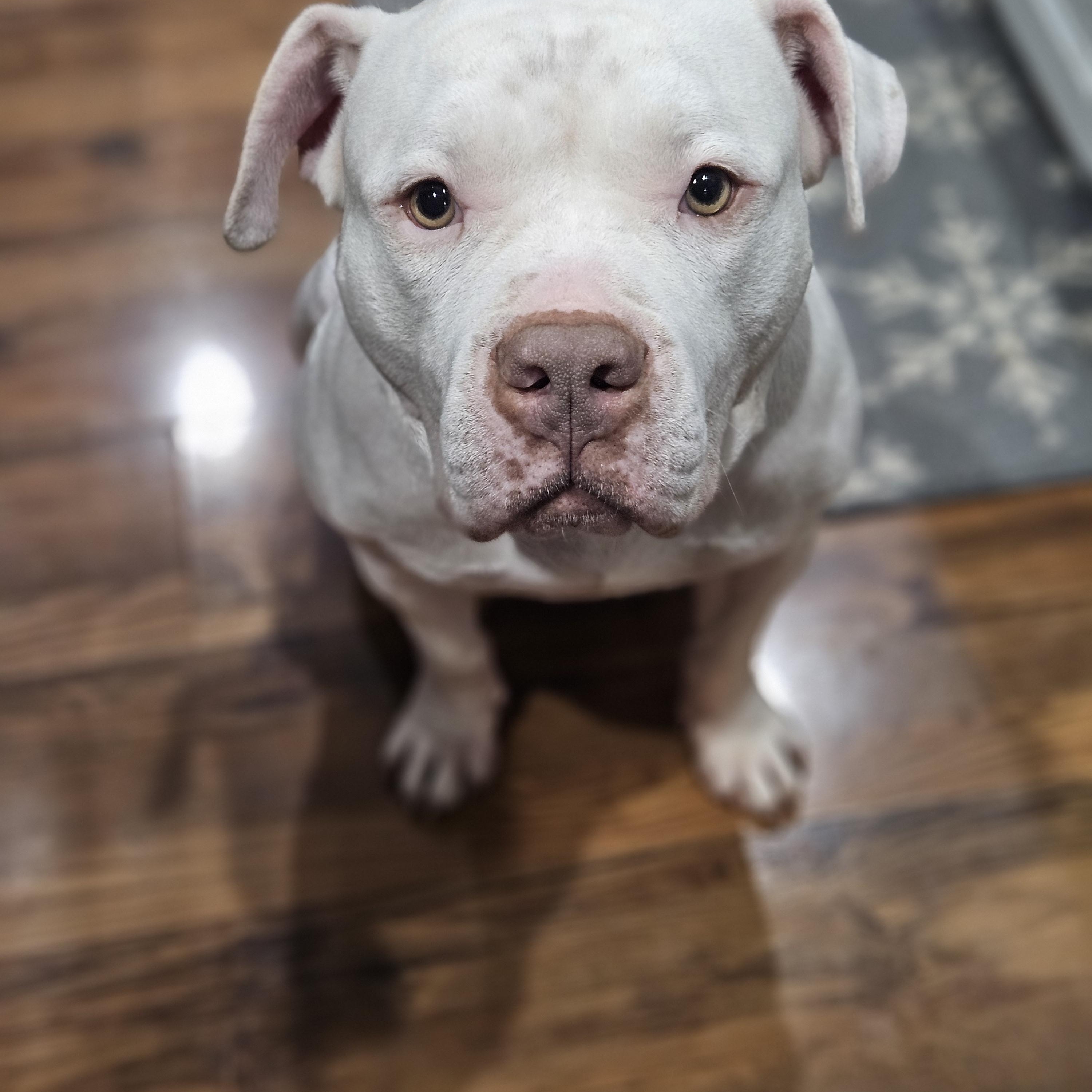 Ruby, adopted, Young Female Pit Bull Terrier & American Bulldog.