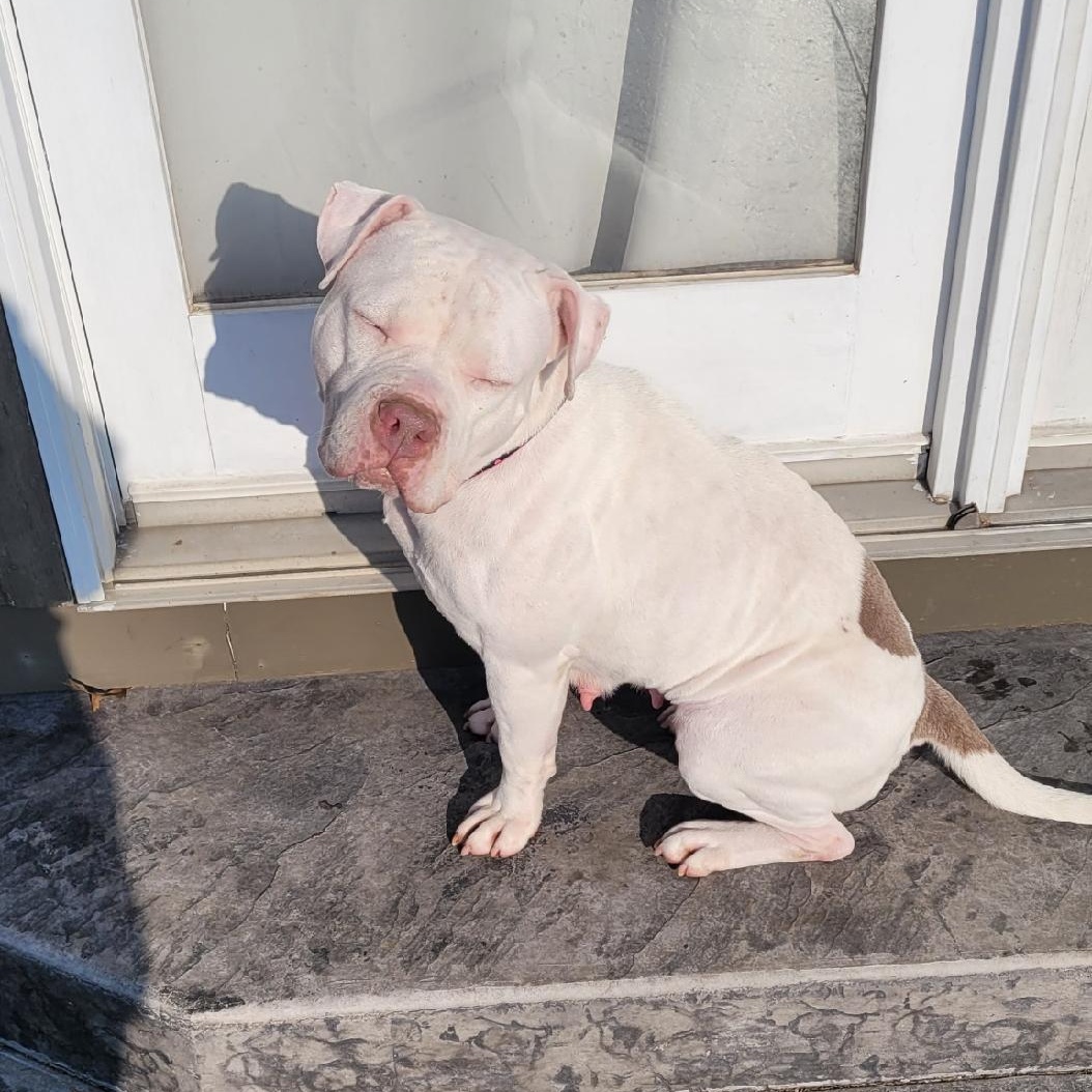 Enlarge Ruby, an adopted mixed breed in Peotone, IL image 6/6