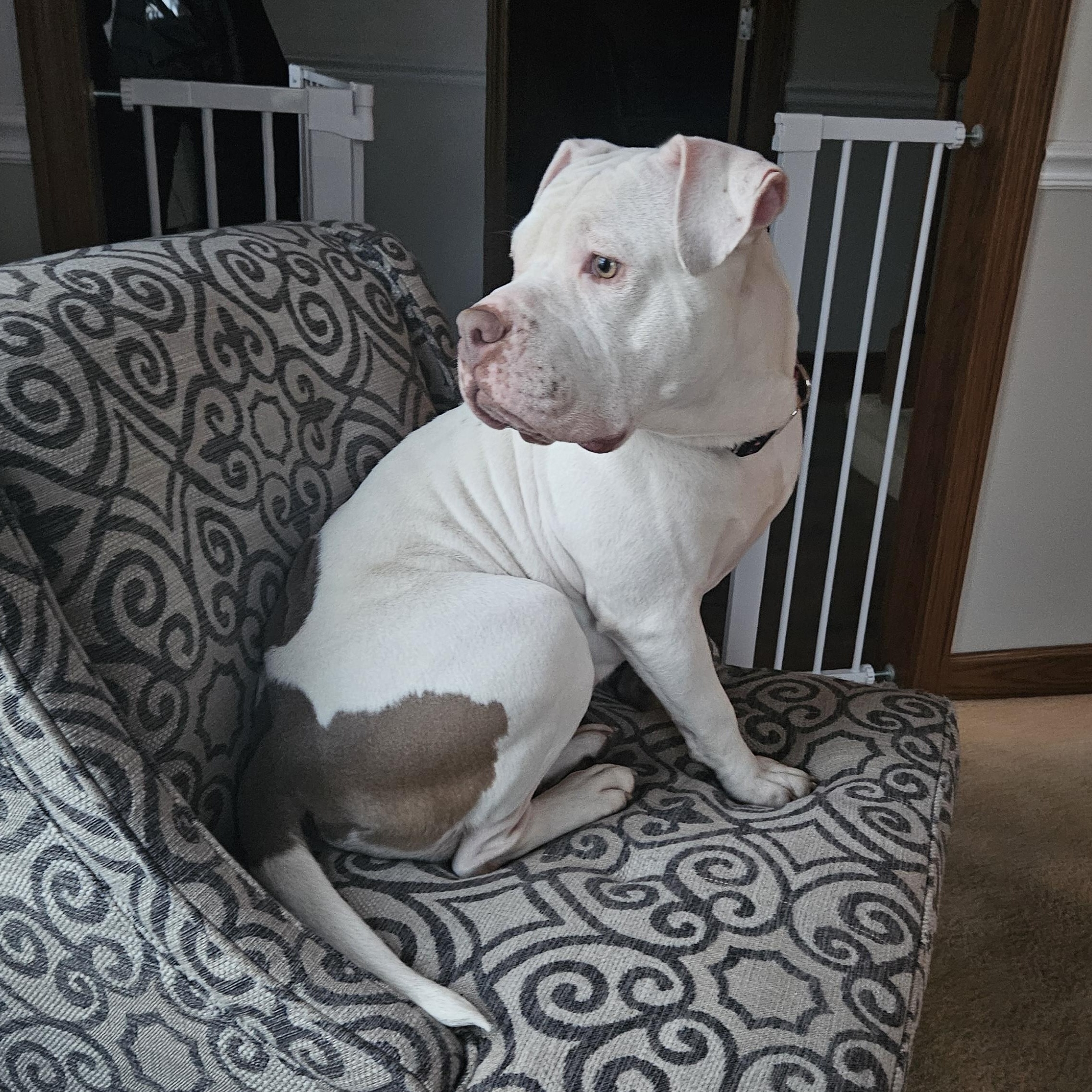 Enlarge Ruby, an adopted mixed breed in Peotone, IL image 5/6