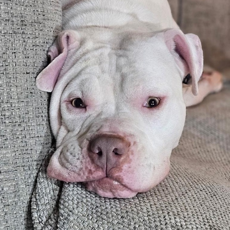 Enlarge Ruby, an adopted mixed breed in Peotone, IL image 2/6