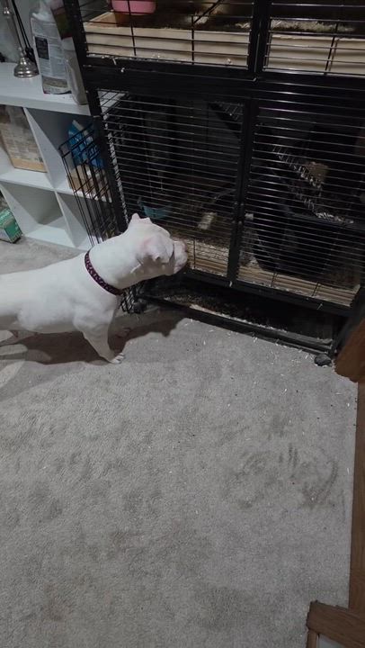 Enlarge Ruby, an adopted mixed breed in Peotone, IL video 4/6