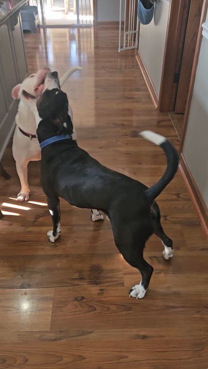 Enlarge Ruby, an adopted mixed breed in Peotone, IL video 3/6