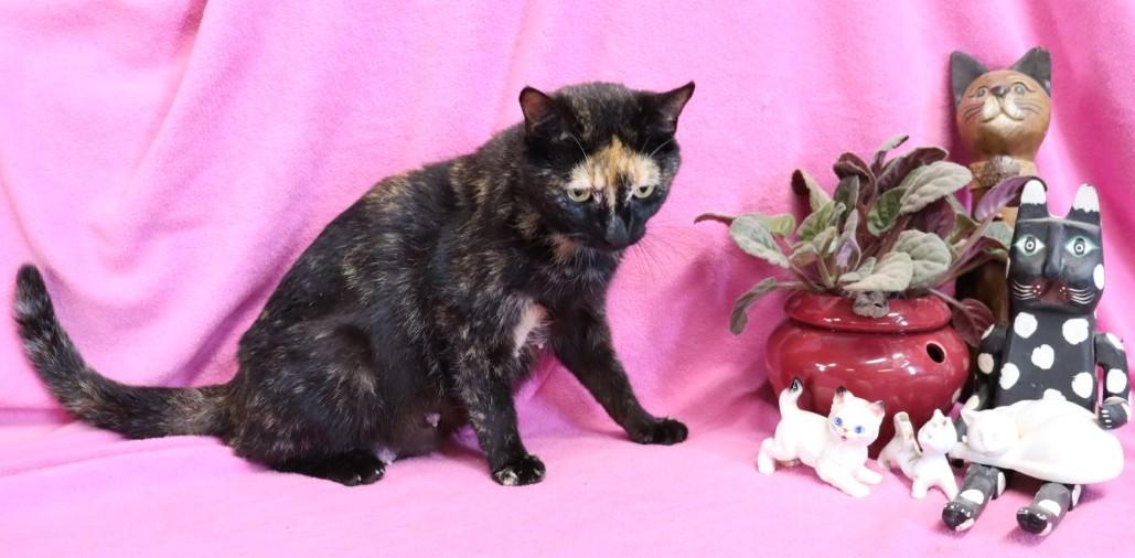 Enlarge Phoenix, a ADOPTABLE Tortoiseshell in Virginia Beach, VA image 2/5