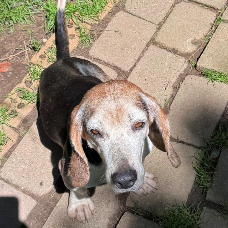 Elvis, a Adoptable Beagle in London, OH image 4/6