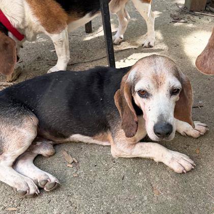 Elvis, a Adoptable Beagle in London, OH image 2/6