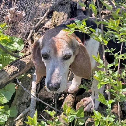 Elvis, a Adoptable Beagle in London, OH image 6/6