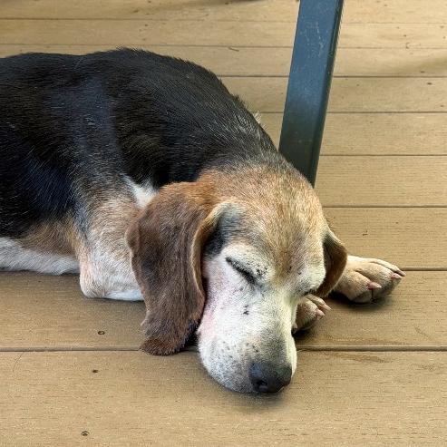 Elvis, a Adoptable Beagle in London, OH image 5/6