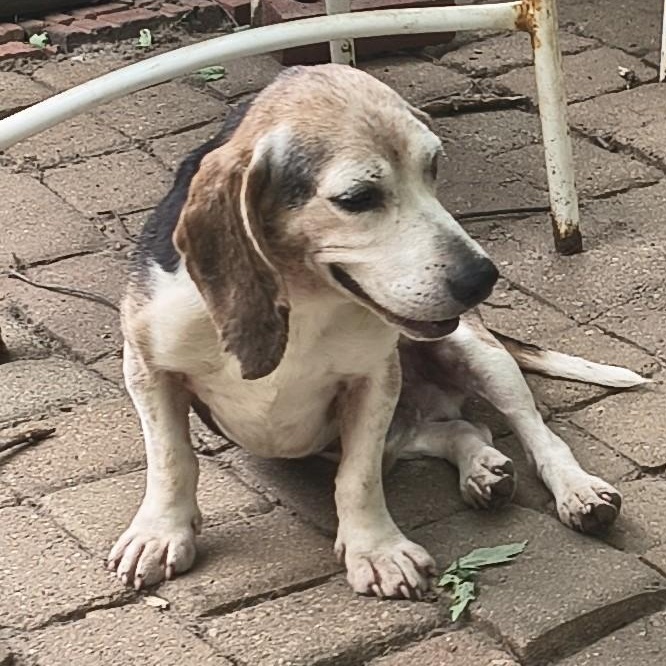 Elvis, Adoptable, Senior Male Beagle.