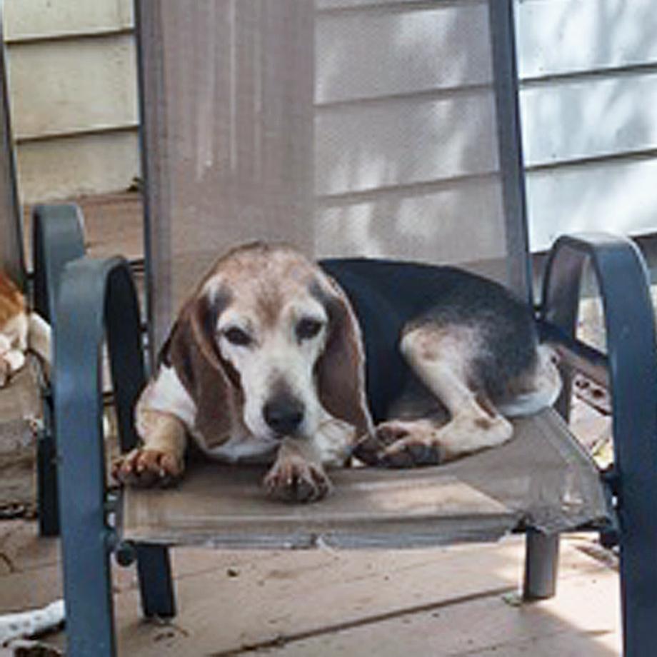 Elvis, Adoptable, Senior Male Beagle.