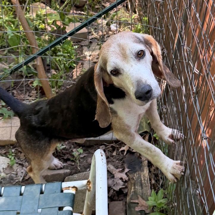 Elvis, a Adoptable Beagle in London, OH image 3/6
