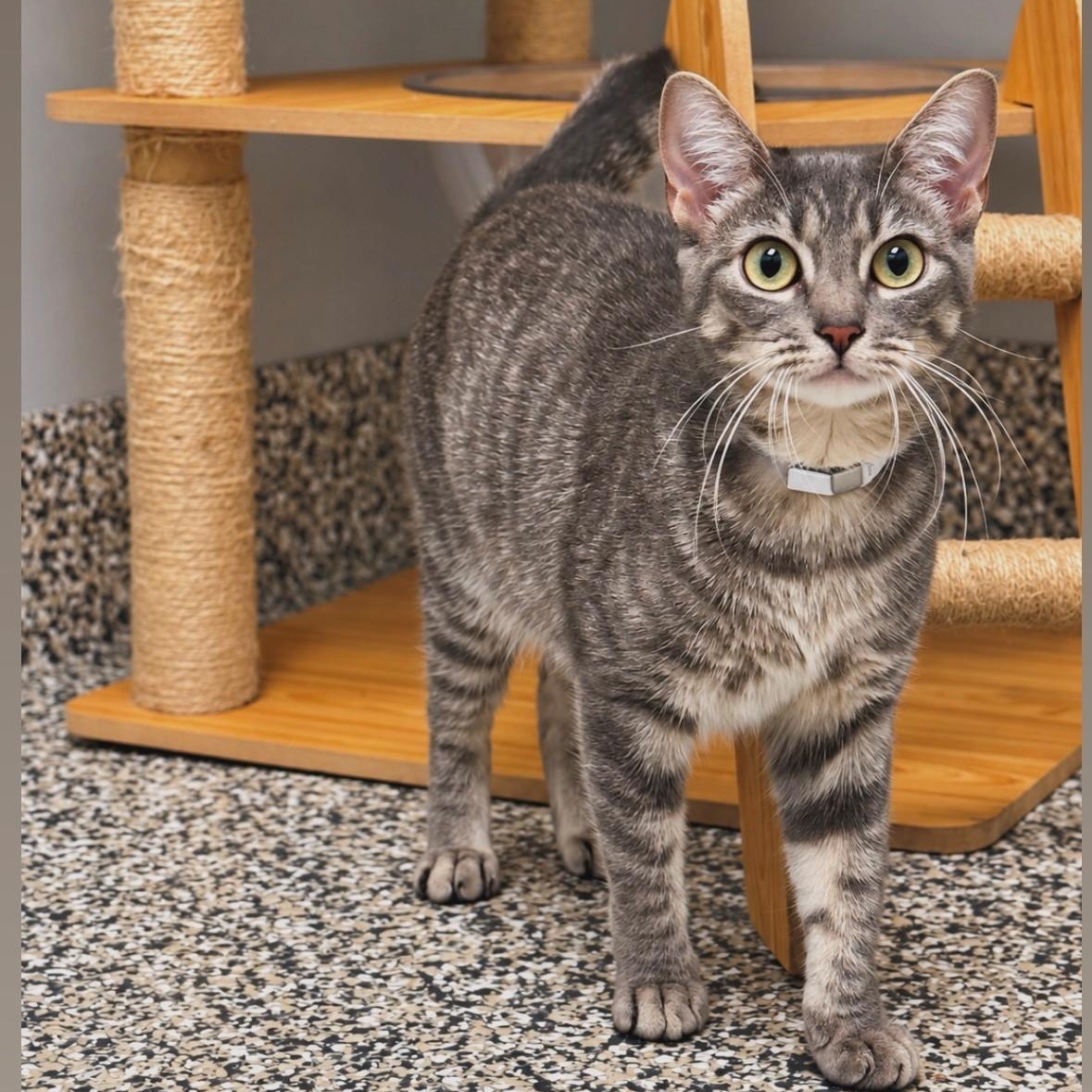 Enlarge Penelope, a Adoptable Domestic Short Hair in Syosset, NY image 1/1