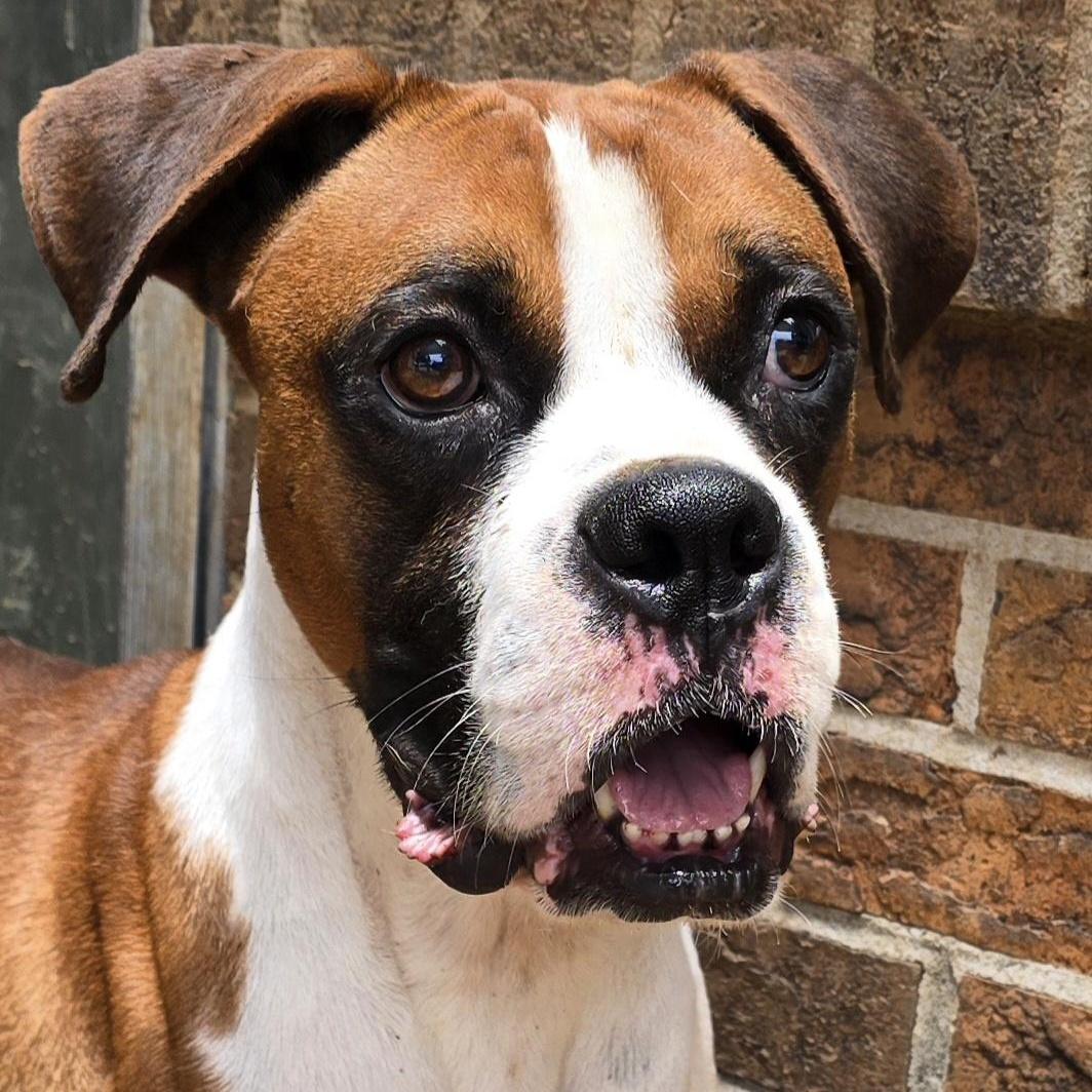 Enlarge Rusty - Need Foster, a Adoptable Boxer in Middlesex, NJ image 1/3