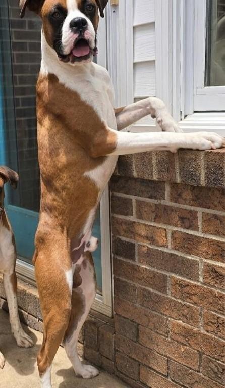 Enlarge Rusty - Need Foster, a Adoptable Boxer in Middlesex, NJ image 2/3