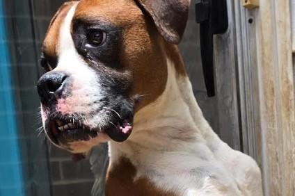 Enlarge Rusty - Need Foster, a Adoptable Boxer in Middlesex, NJ image 3/3
