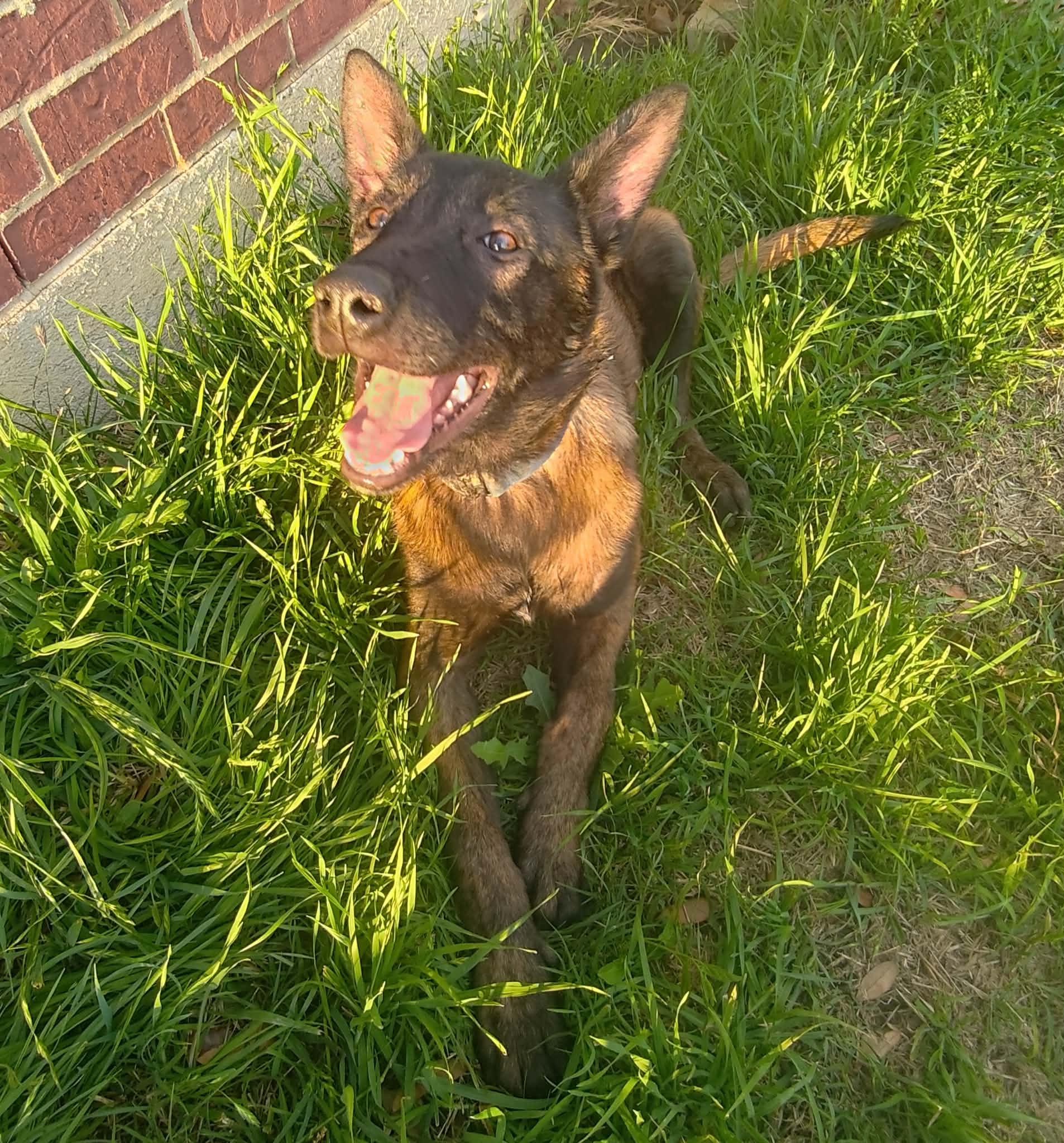 Enlarge Major, an adopted mixed breed in Lockhart, TX image 6/6