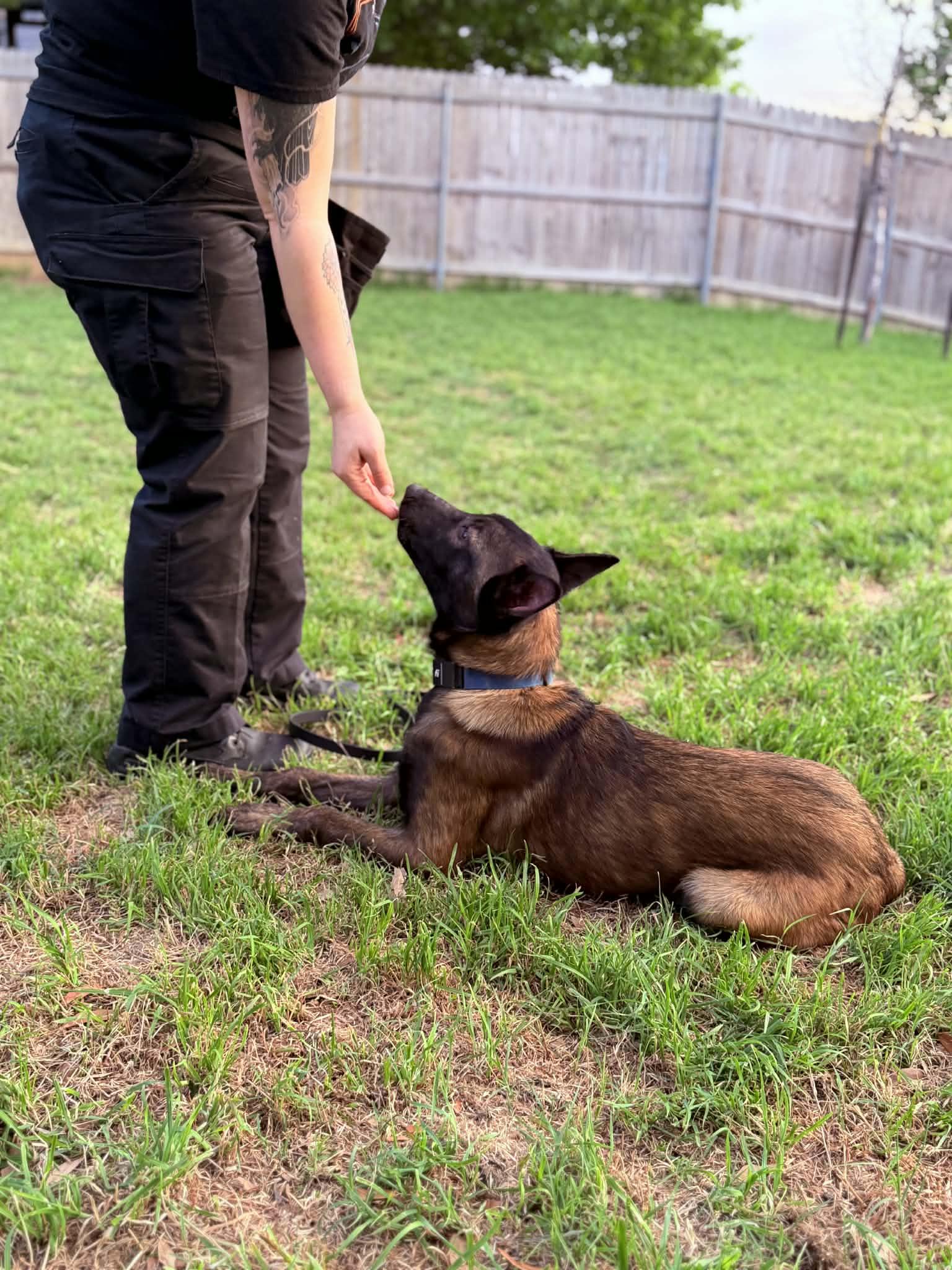 Enlarge Major, an adopted mixed breed in Lockhart, TX image 3/6