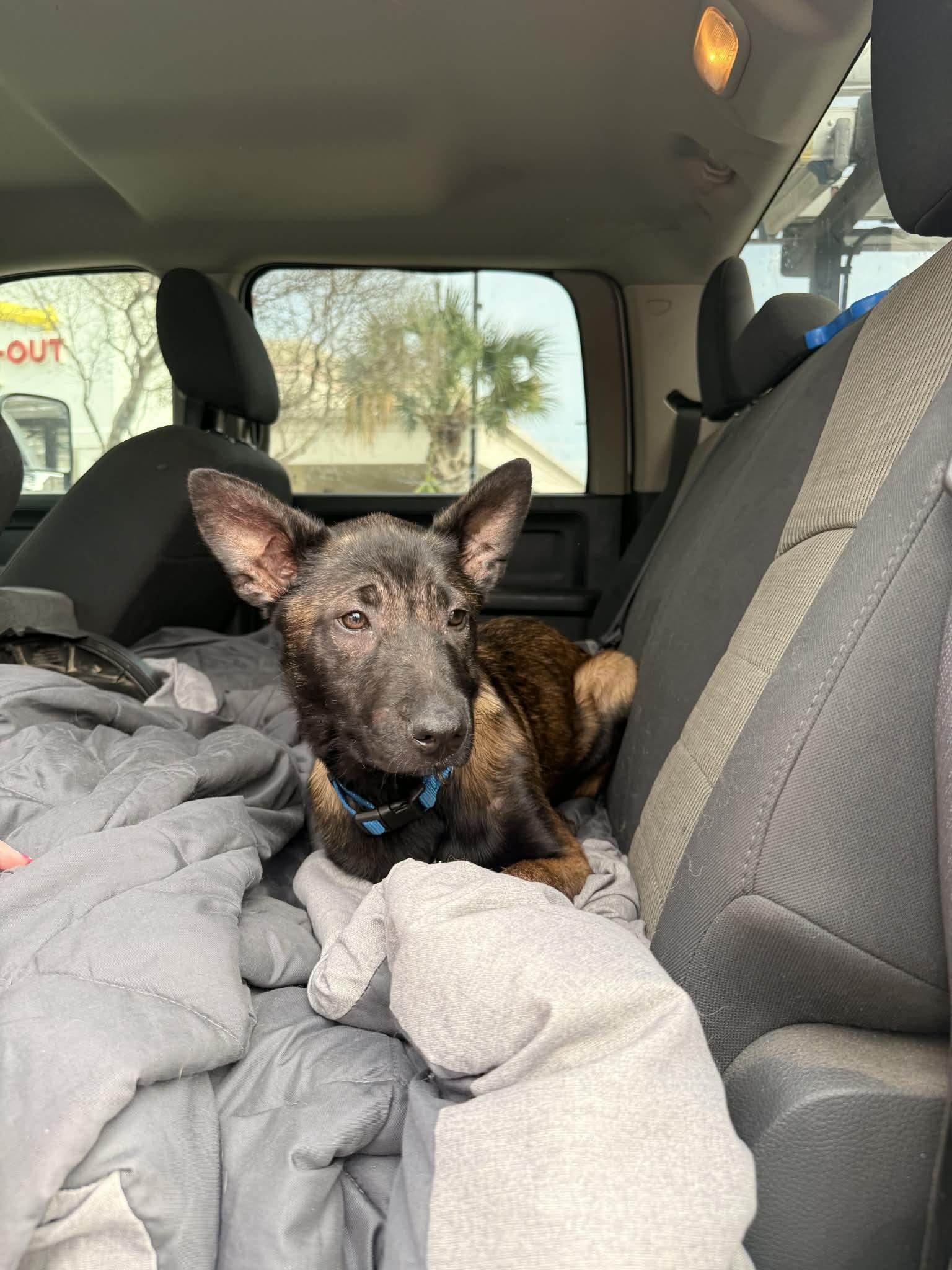 Enlarge Major, an adopted mixed breed in Lockhart, TX image 5/6