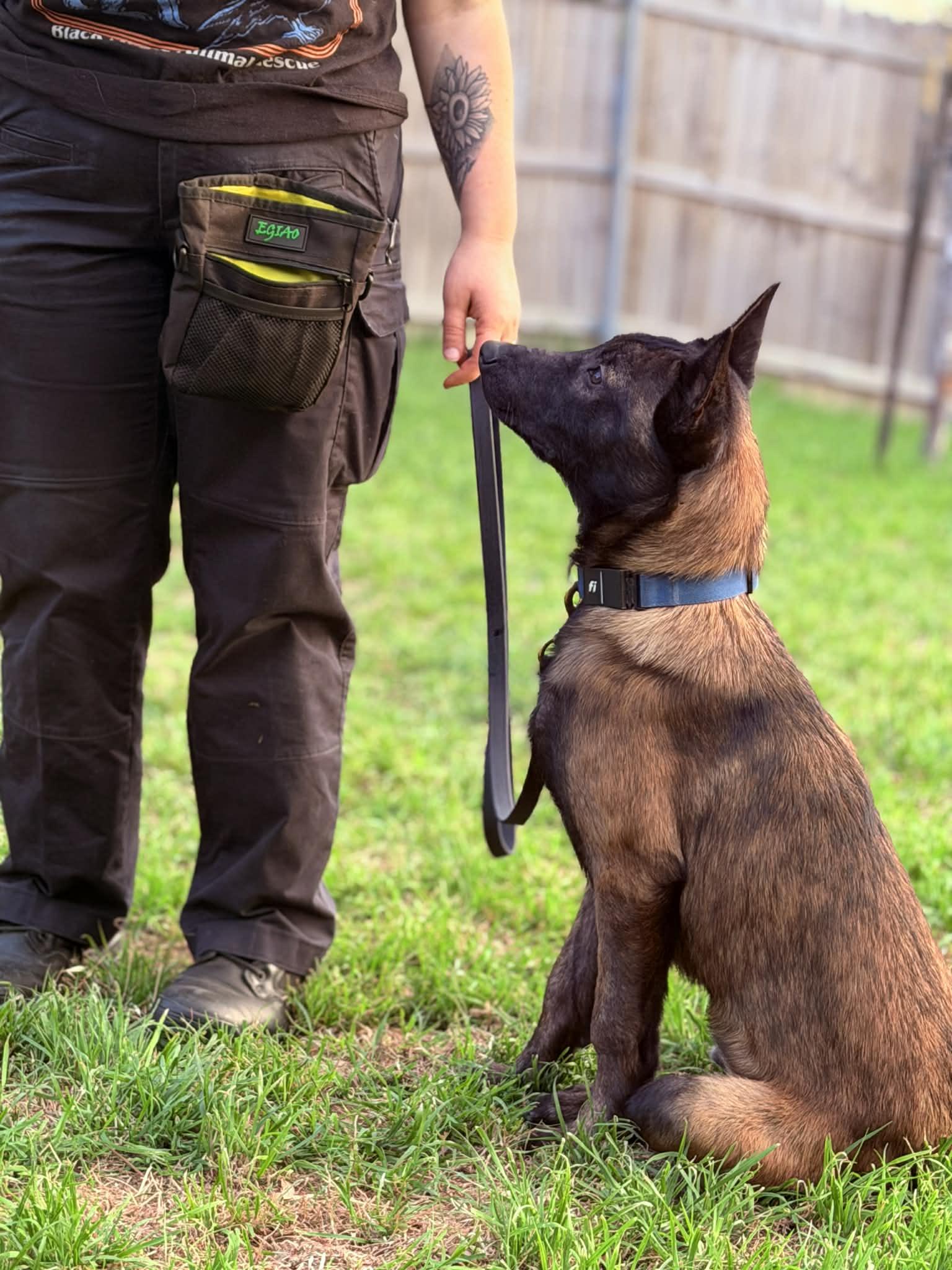 Enlarge Major, an adopted mixed breed in Lockhart, TX image 1/6