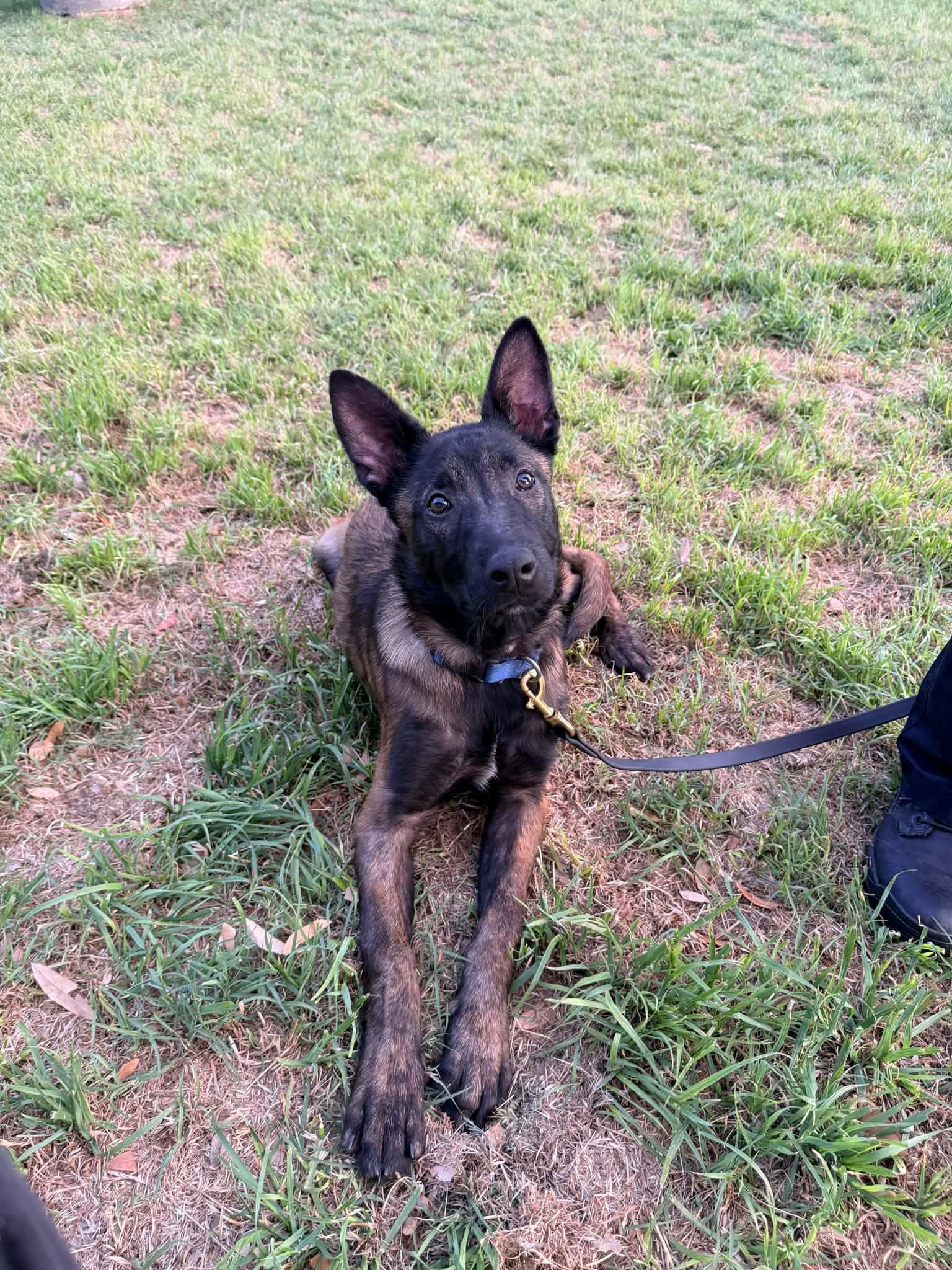 Enlarge Major, an adopted mixed breed in Lockhart, TX image 2/6