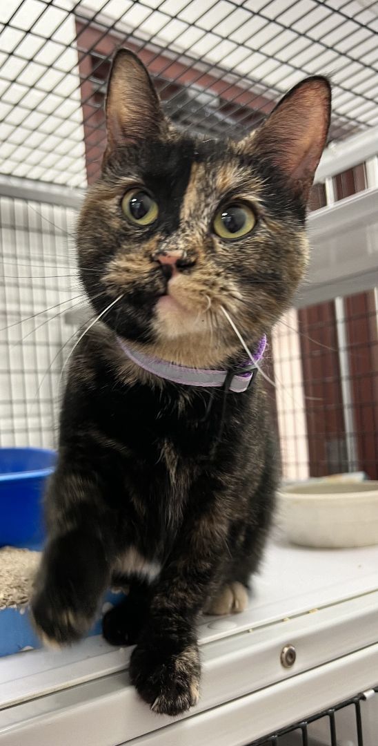 Snuggy, an adoptable Domestic Short Hair in Muscatine, IA_image-1