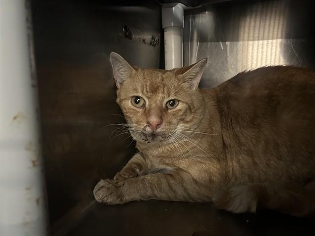 RYDER — thumbnail 2