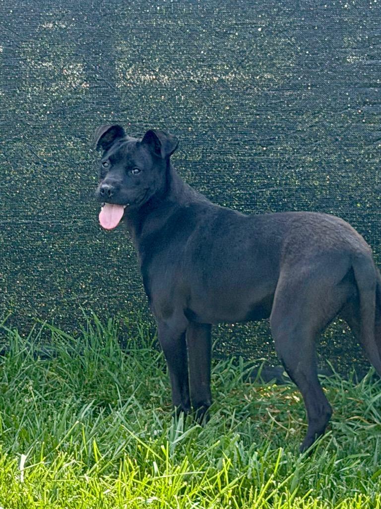 Kehlani, Adoptable, Puppy Female Labrador Retriever & Mixed Breed.