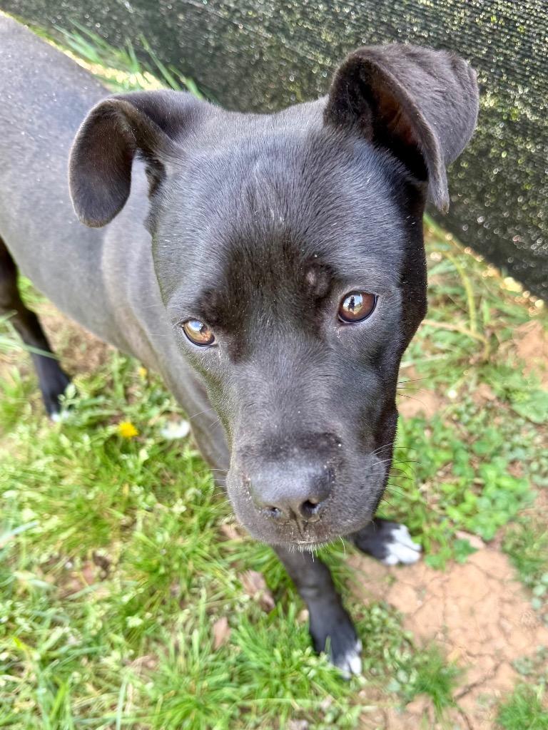 Enlarge Kehlani, a Adoptable mixed breed in Burnsville, NC image 2/5