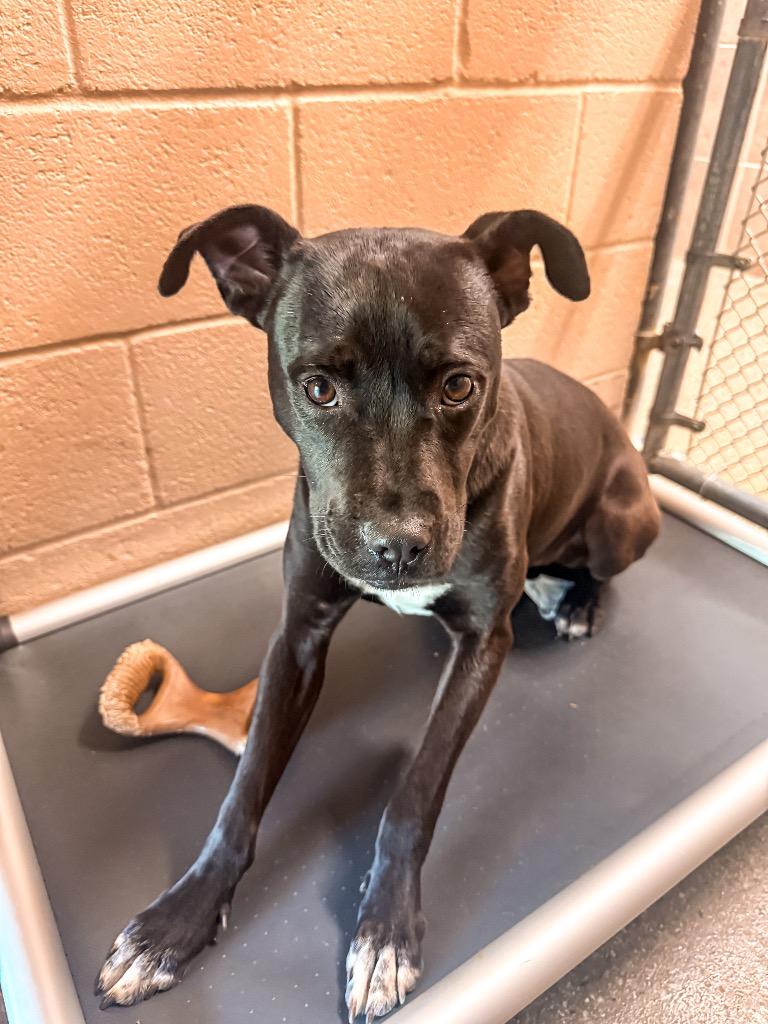 Enlarge Kehlani, a Adoptable mixed breed in Burnsville, NC image 3/6