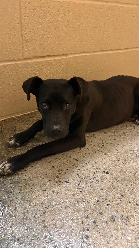 Kehlani, Adoptable, Puppy Female Labrador Retriever & Mixed Breed.