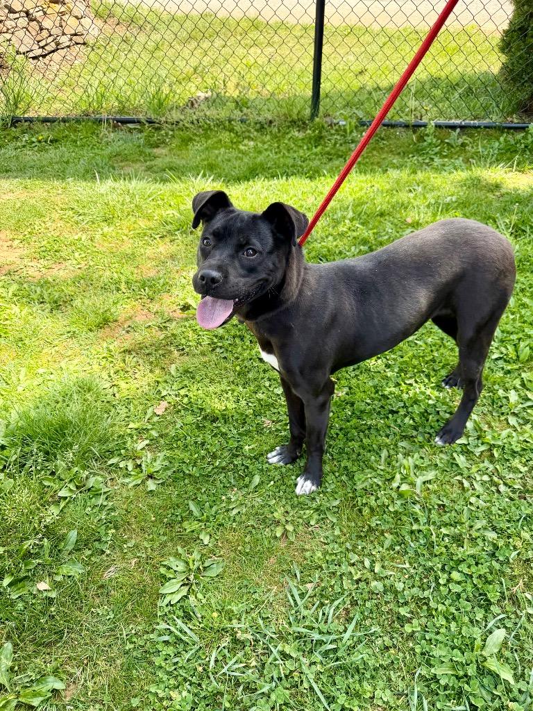 Enlarge Kehlani, a Adoptable mixed breed in Burnsville, NC image 4/5