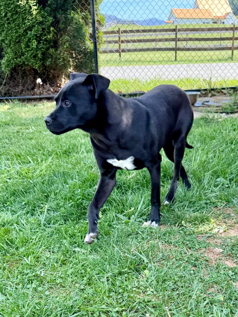 Enlarge Kehlani, a Adoptable mixed breed in Burnsville, NC image 5/5
