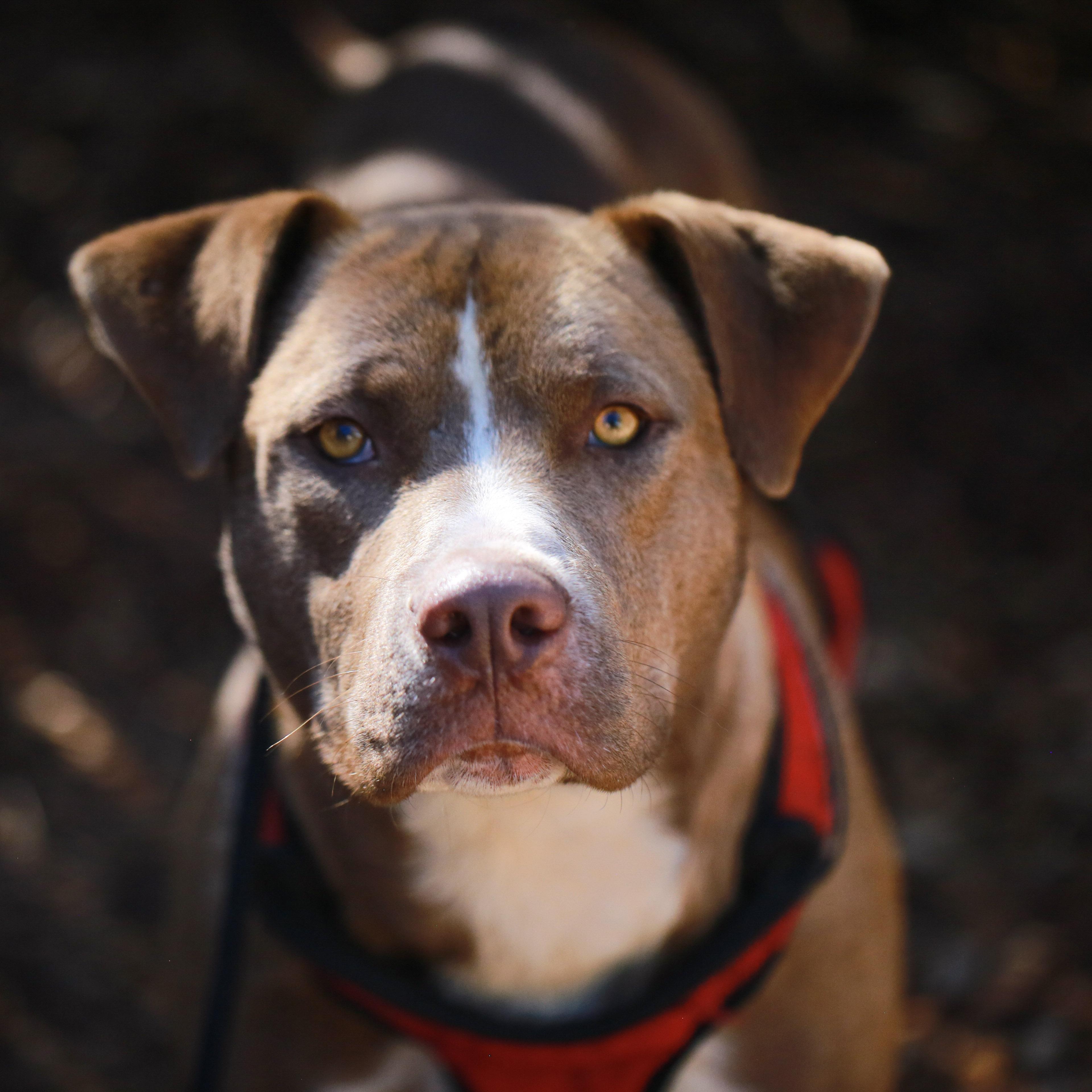 Enlarge Cruise- Athletic Pup, a ADOPTABLE Pit Bull Terrier in Grass Valley, CA image 4/4