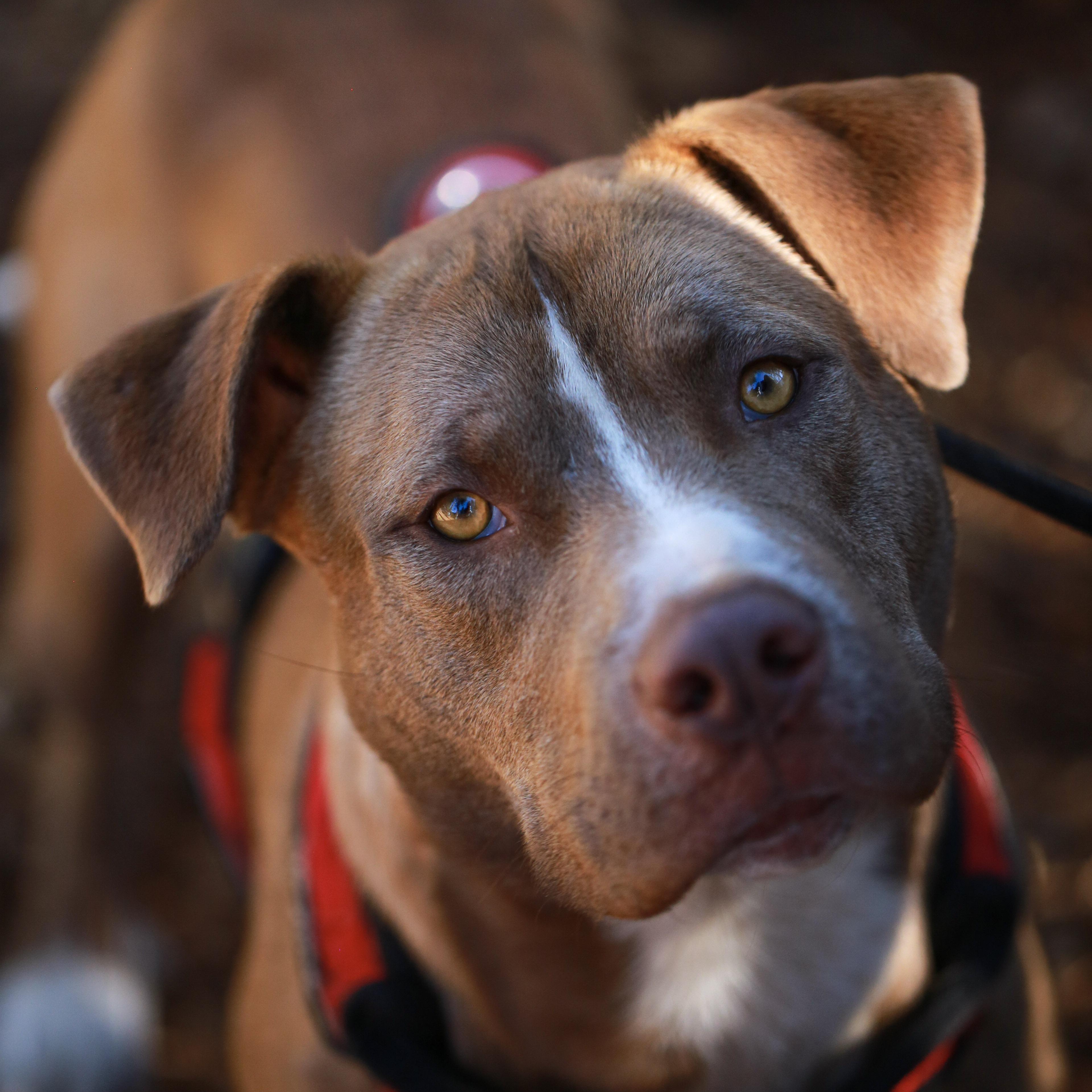 Enlarge Cruise- Athletic Pup, a ADOPTABLE Pit Bull Terrier in Grass Valley, CA image 3/4