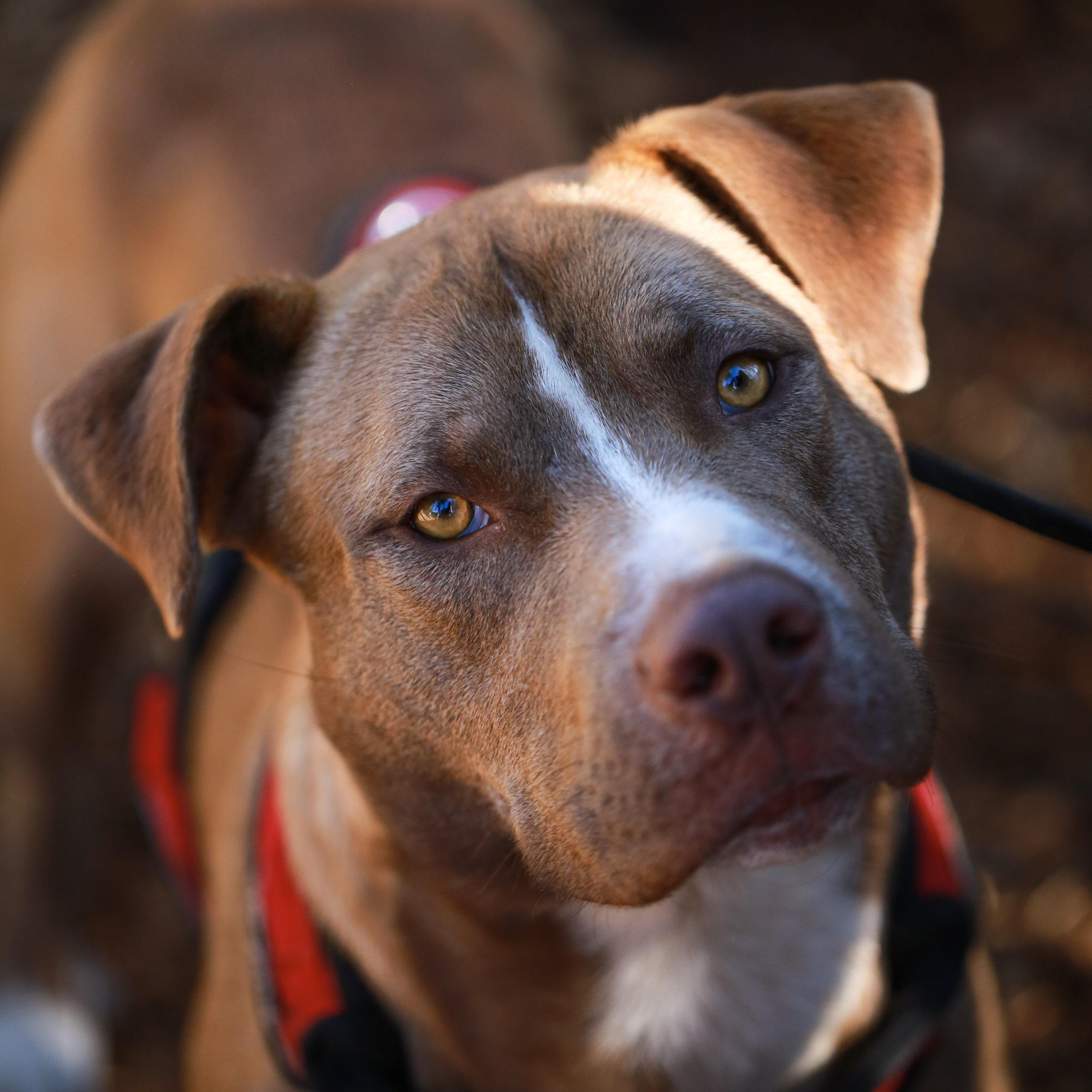 Enlarge Cruise- Athletic Pup, a ADOPTABLE Pit Bull Terrier in Grass Valley, CA image 2/4