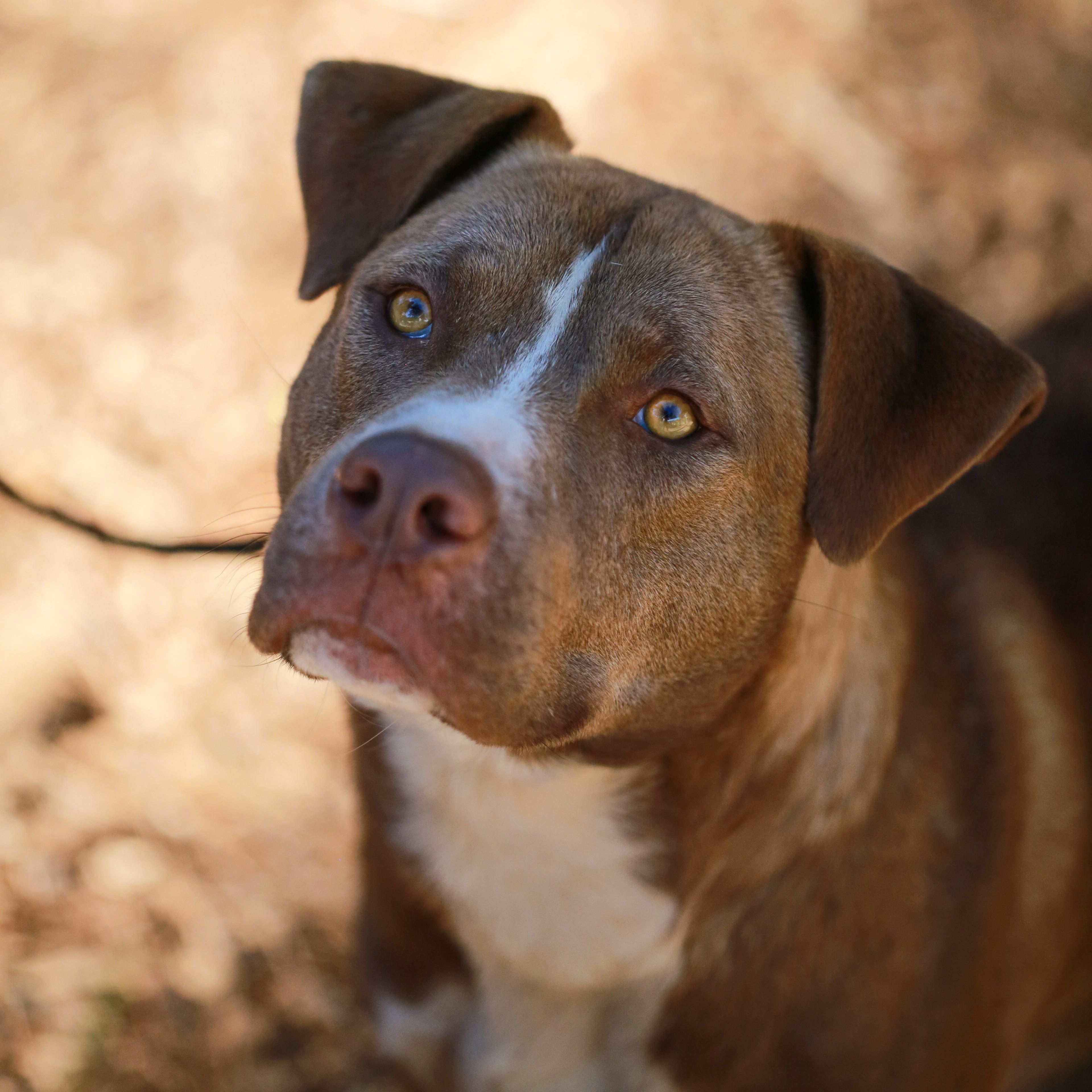 Enlarge Cruise- Athletic Pup, a ADOPTABLE Pit Bull Terrier in Grass Valley, CA image 1/4