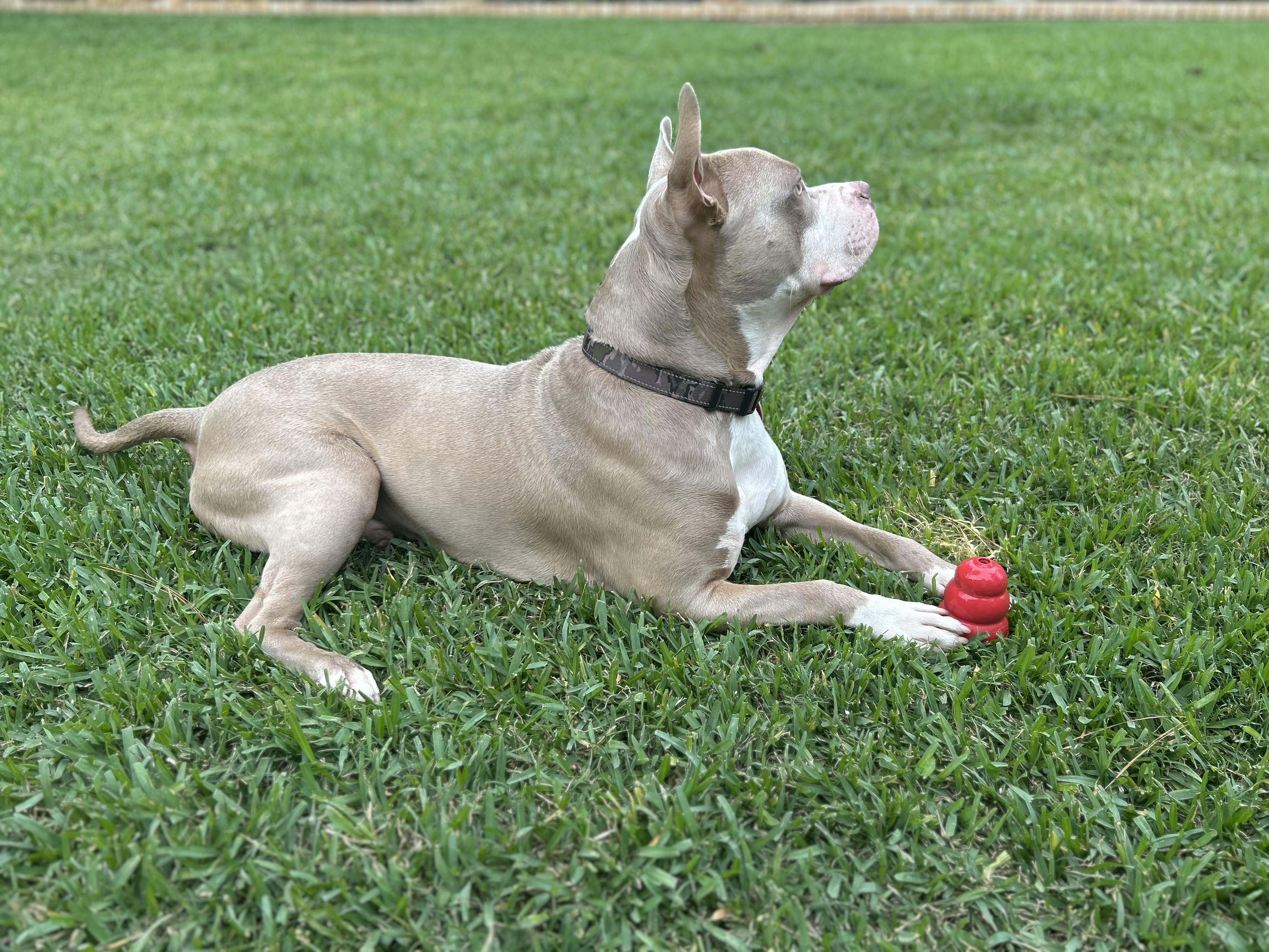 Enlarge Tanker, a Adoptable American Staffordshire Terrier in Springfield, MA image 4/5