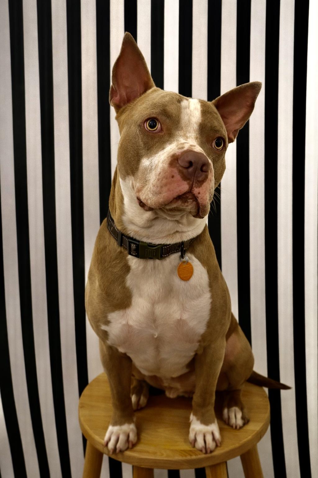 Enlarge Tanker, a Adoptable American Staffordshire Terrier in Springfield, MA image 5/5