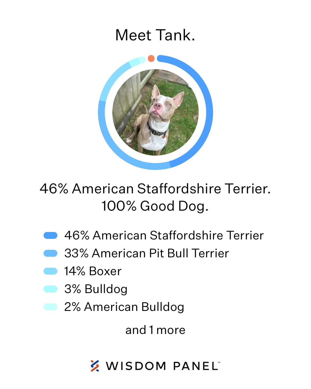 Enlarge Tanker, a Adoptable American Staffordshire Terrier in Springfield, MA image 2/5