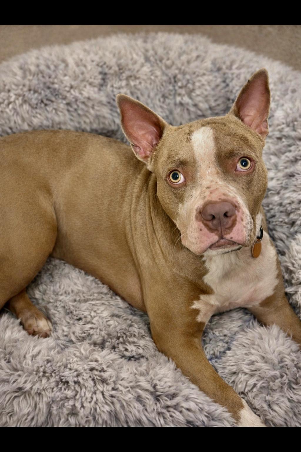 Enlarge Tanker, a Adoptable American Staffordshire Terrier in Springfield, MA image 3/5
