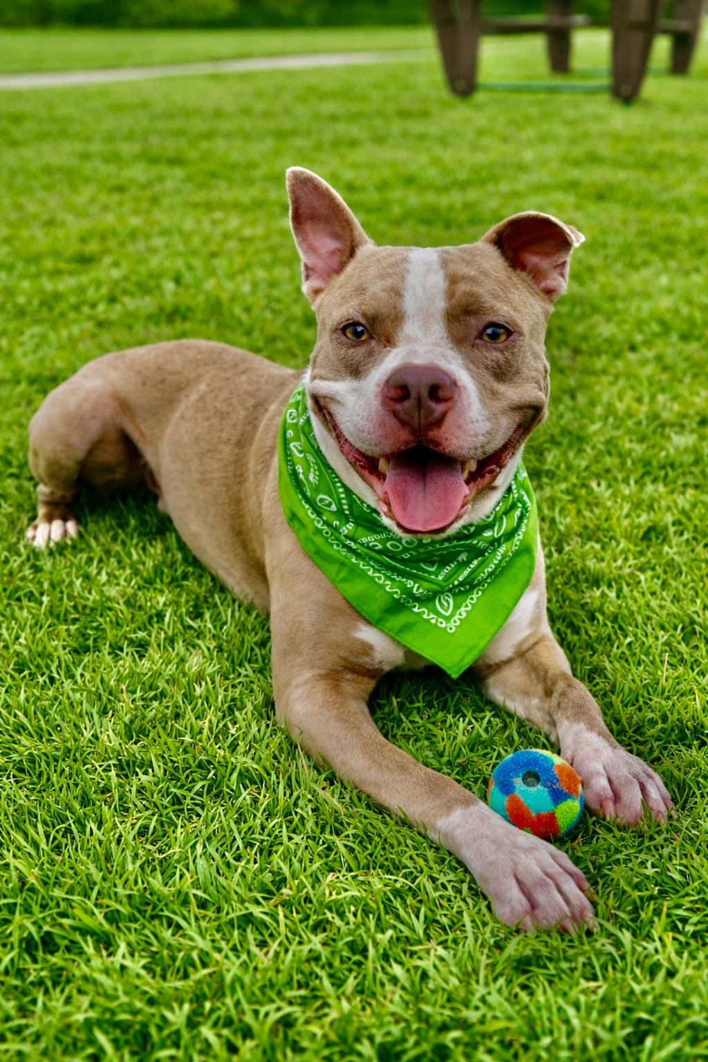 Enlarge Tanker, a Adoptable American Staffordshire Terrier in Springfield, MA image 1/5