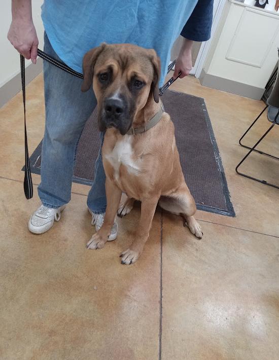 Lois, Adopted, Adult Female Great Dane & Boxer.