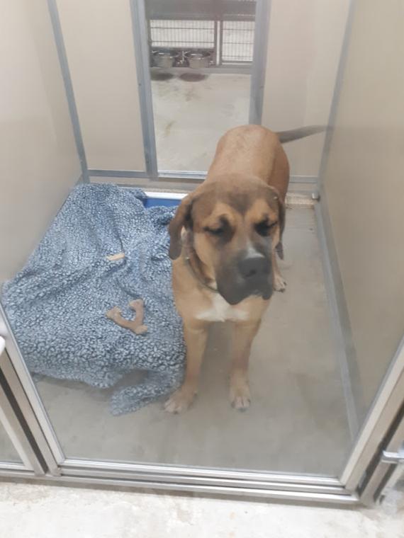 Enlarge Lois, a Adopted mixed breed in Austin, MN image 2/2