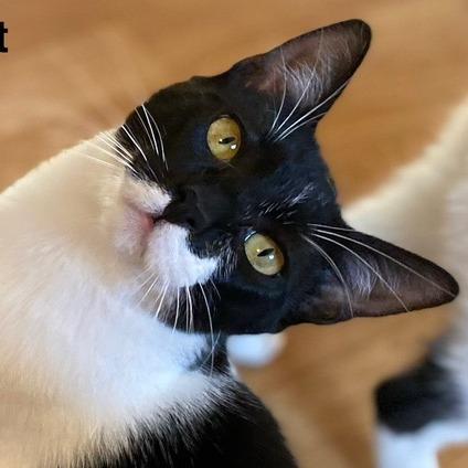 Enlarge Cricket, a Adoptable Domestic Short Hair in Long Beach, CA image 1/3