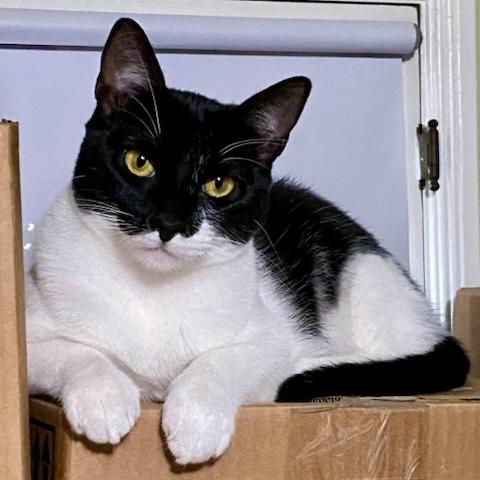 Enlarge Cricket, a Adoptable Domestic Short Hair in Long Beach, CA image 2/3