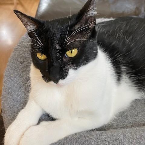 Enlarge Cricket, a Adoptable Domestic Short Hair in Long Beach, CA image 3/3