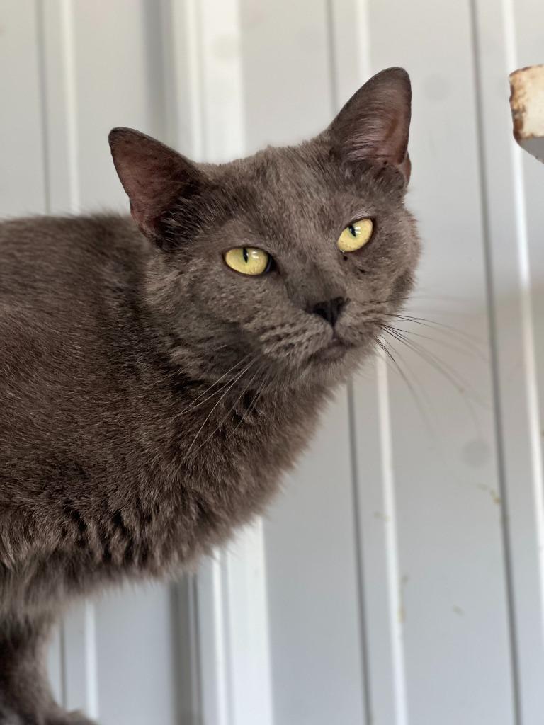 Wednesday, Adoptable, Adult Male Domestic Short Hair.